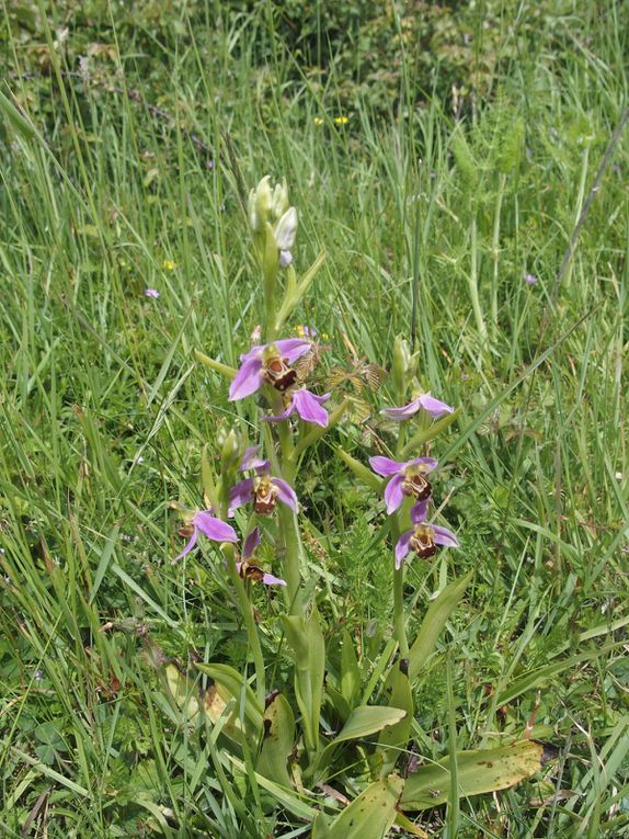 Le Week-end exploration botanique en Petite mer de Gâvres avec beaucoup de plantes remarquables observées, pour leur rareté comme le très rare Troscart de Barrelier, le Statice à feuilles de Lychnis ou encore plus extraordianire, le Tétragonolobe des marais, station unique en Bretagne.