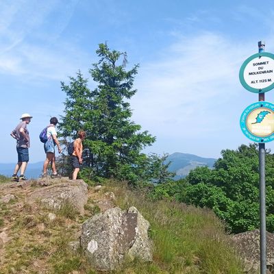 WATTWILLER : AUTOUR DU MOLKENRAIN (R 795) ~ 6,5 km ~ D+ 329 m ~ 2h 15mn ~ 2,5/6 ~ *** ~ Non compatible VTT-VTTAE