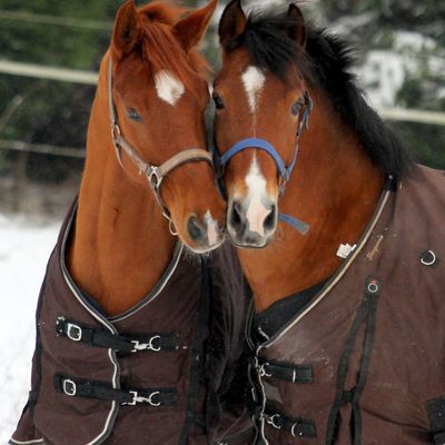 Nouveaux arrivants 2012 ...