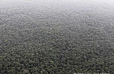 Forêt amazonienne