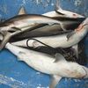 Interdisez l'abattage des requins aux Bahamas !!!