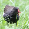 Gallinule poule-d'eau 24/07/2011