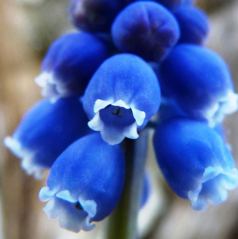 Gros plan sur les fleurs de notre jardin