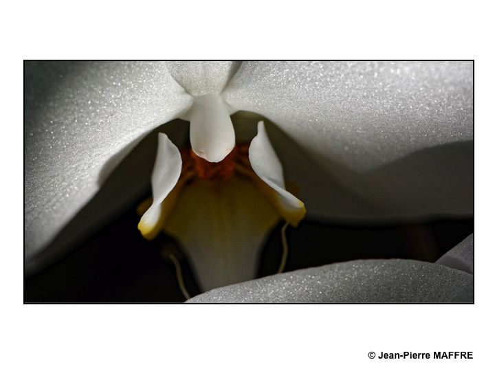On se fait depuis toujours une certaine idée de la beauté des orchidées mais on peut parfois déceler en elles une vision sublimée.