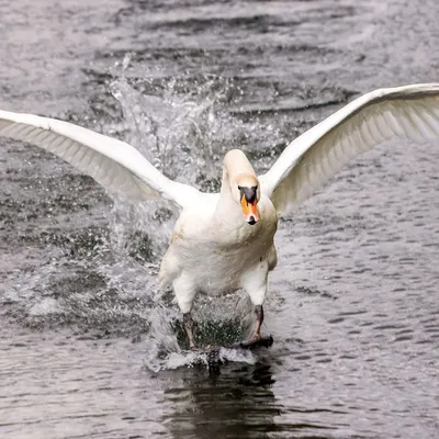 Eure : Un cygne coincé par un hameçon libéré après plusieurs jours de calvaire