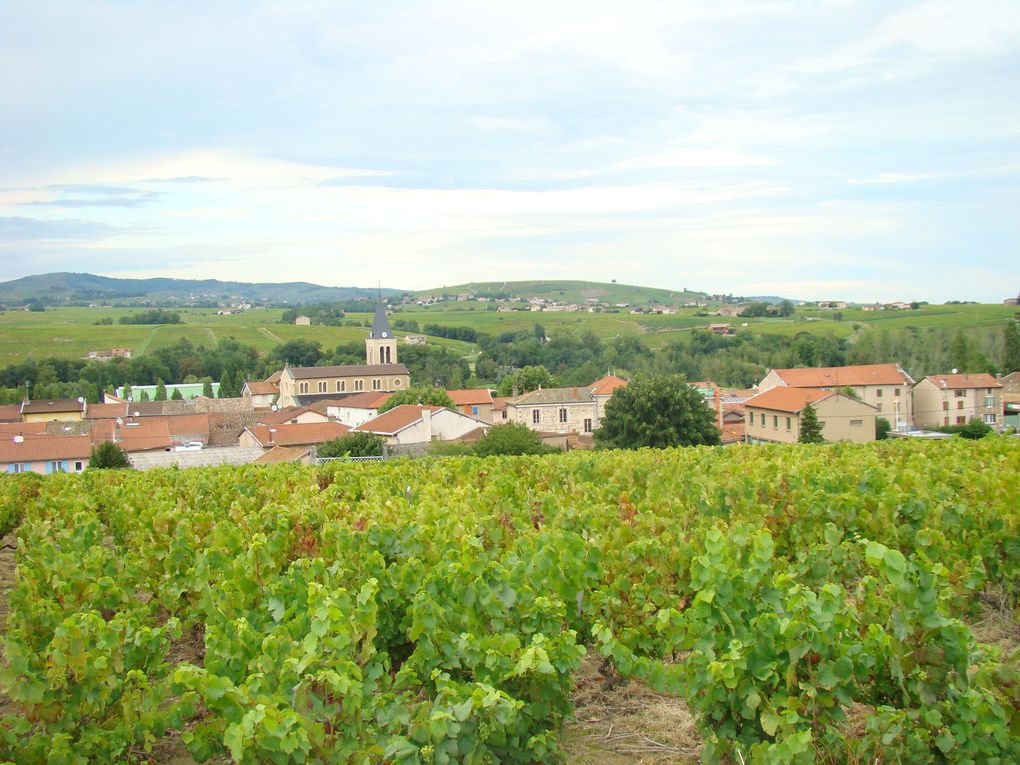 Album - les-vignes