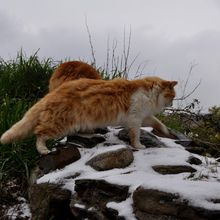 Chachourite sous la neige