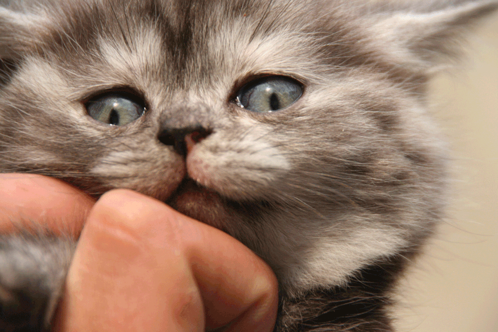 Portée de deux chatons.
(Chaussette + Dwayne)