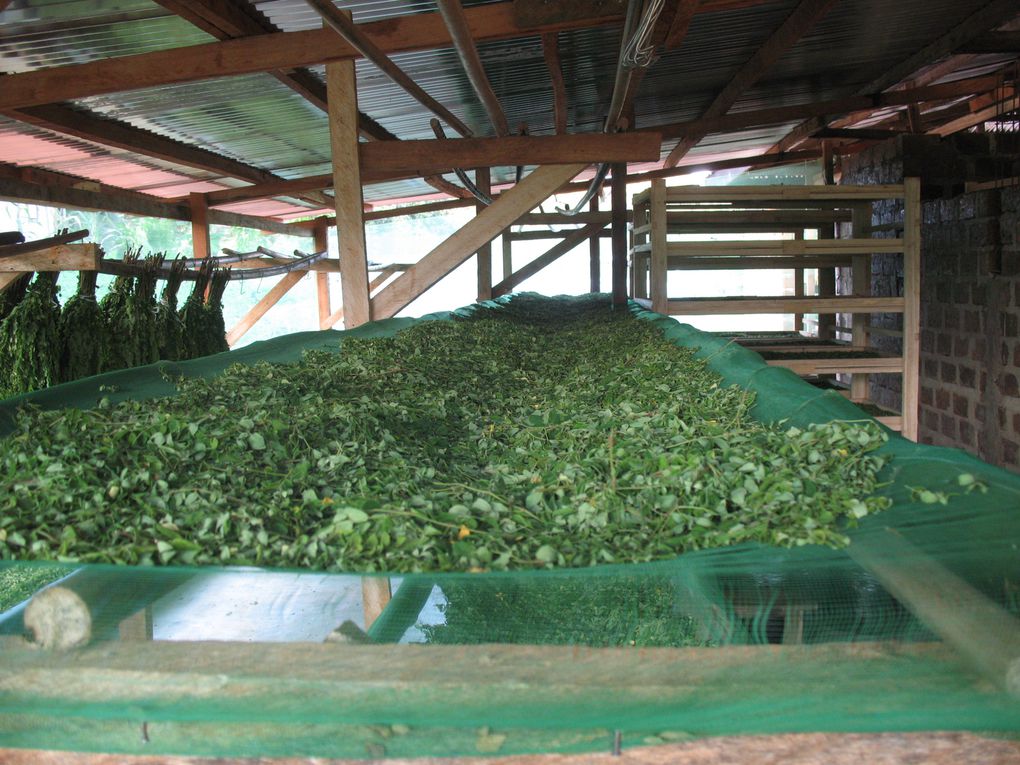 Première récolte des feuilles de Moringa