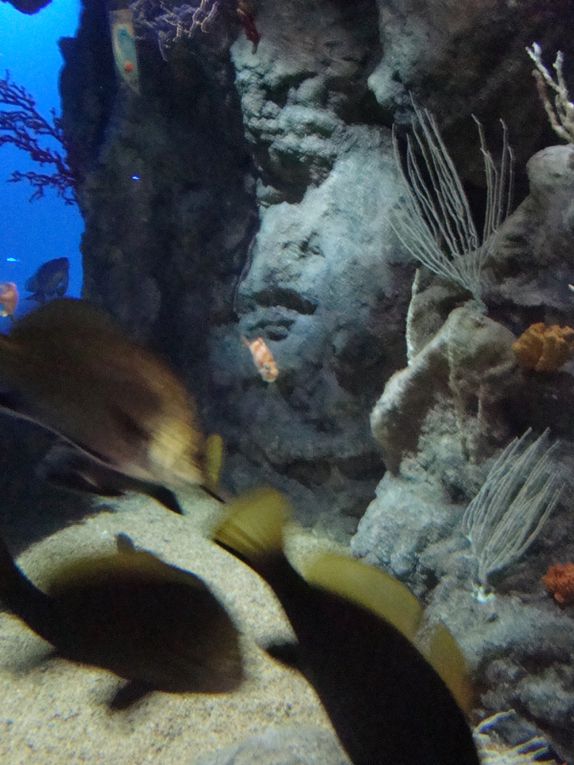 Album - L-aquarium-de-Montpellier