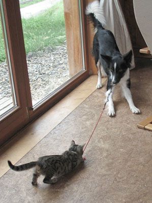 Petite photo de mes animaux : les trois chats; Chaussette (et ses trois chatons), Chabichou et Cacao, mon petit toutou; Nushka, mon cochon d'inde; Bimbo tout plein de poiles (ou Rodney) et enfin les gerbilles d'Elsa; Caramel et Chacolat.