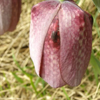 TULIPES et FRITILLAIRES - discrètes des prairies