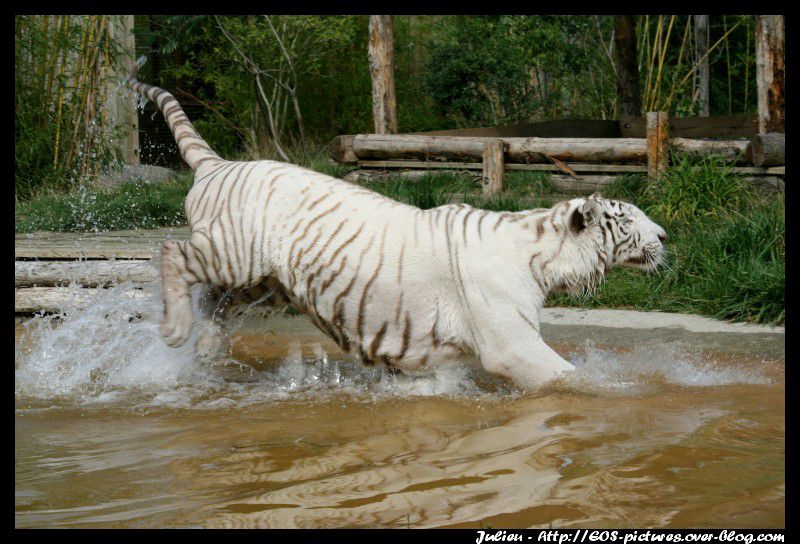 Photos du parc zoologique d'Amnéville prises durant l'année 2009.