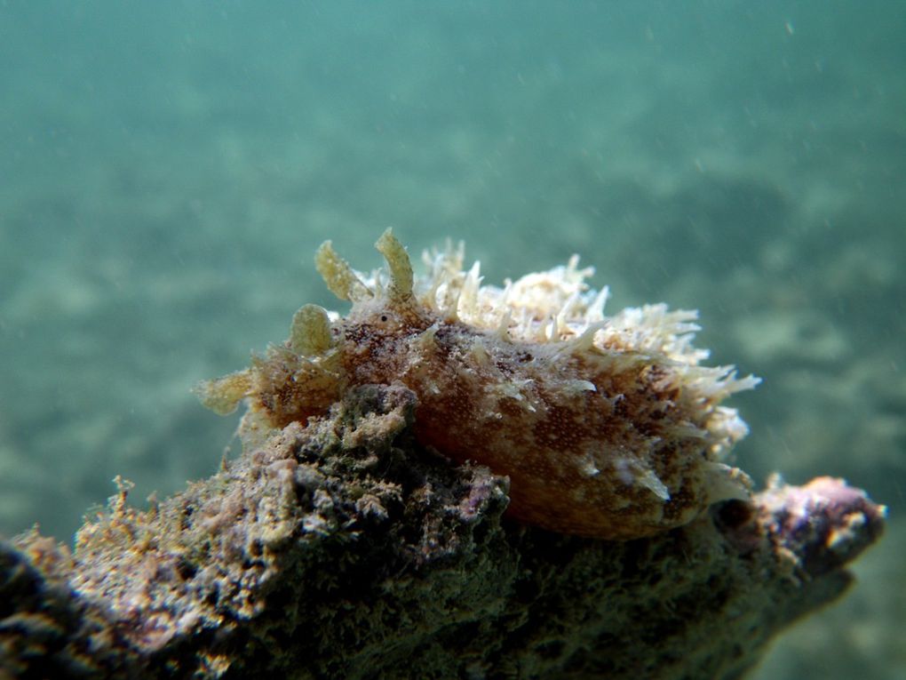 Limaces-de-mer: La plus évidente caractéristique qui permet de les distinguer extérieurement des autres limaces de mer, est la présence des deux rhinophores céphalique enroulés.