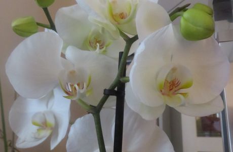 La fleur pour le bureau de maman...