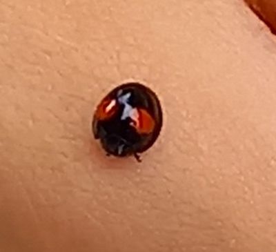 noire à points rouges