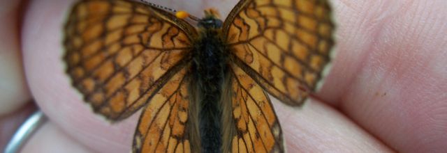 Papillon Euphydryas aurinia