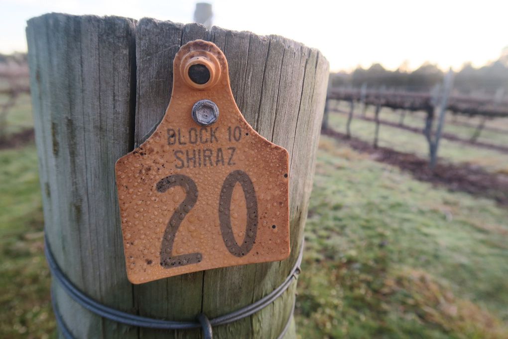 Quelques cépages de la ferme. 