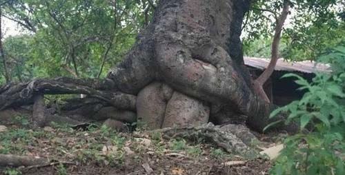 la sexualité des arbres