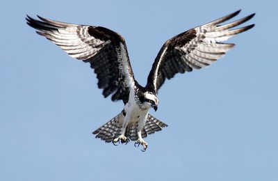 Pourquoi le balbuzard a été poussé vers la mer