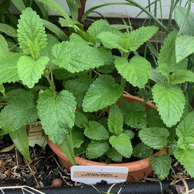 Le micro jardin urbain, façon "jardin de curé" ou "jardin des simples"