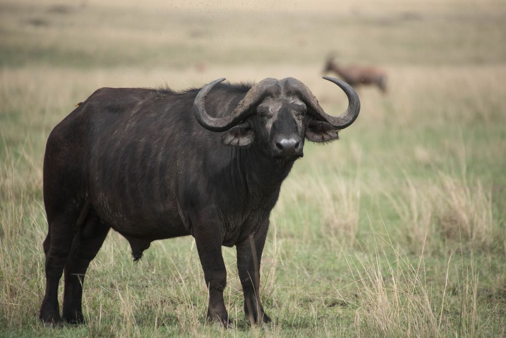 MASAÏ MARA, Lacs BARINGO &amp; BOGORIA - KENYA - OCTOBRE 2017