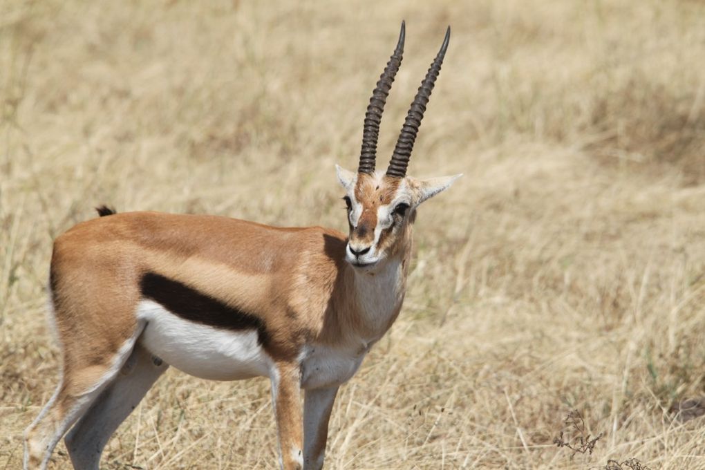 Album - 7.2 Ngorongoro