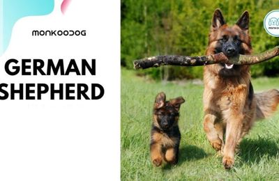 Rottweiler vs German Shepherd