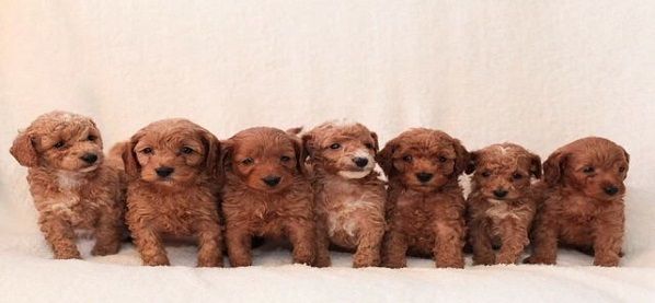 Brief Description of Toy Poodle Breeders and their Maintenance