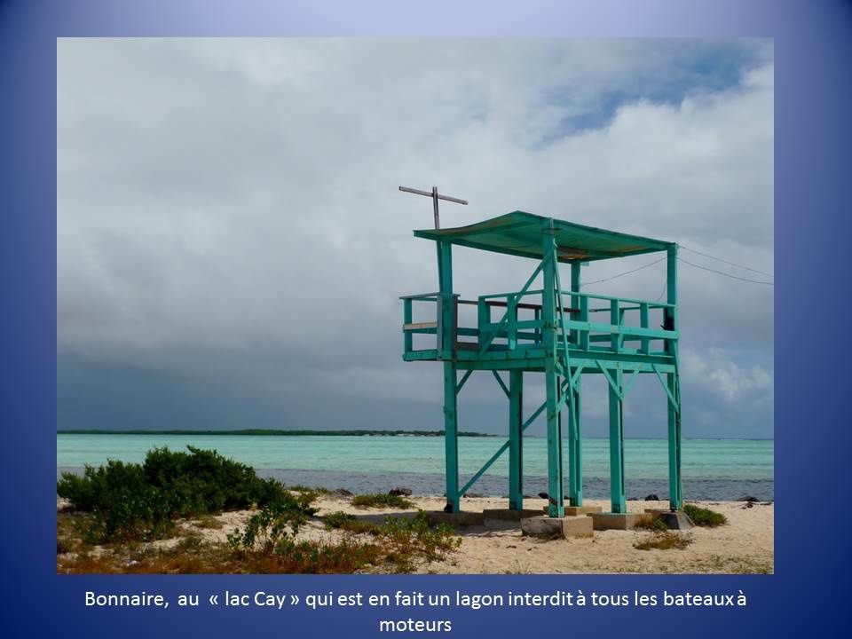 Cahier de bord : à Bonaire, les flamingos sont à la Oktoberfest !