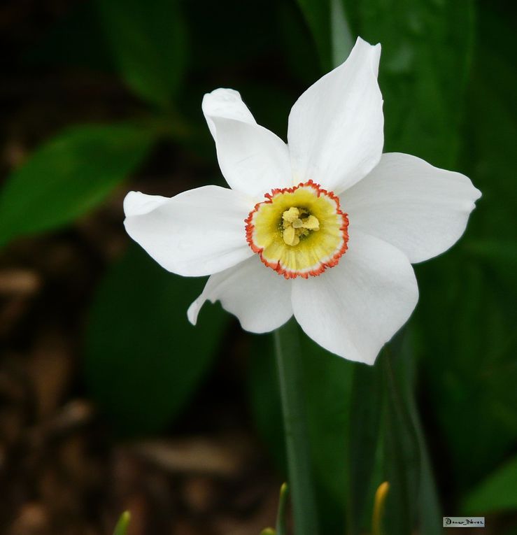 Album - Le-Monde-vegetal-6