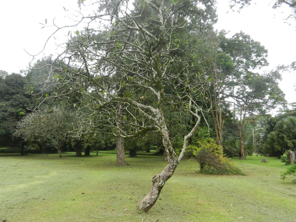 Limbé et ses plages, son parc botanique, son centre de la faune, son activité. Buea base pour le Mont Cameroun et le pont M'Fundi base pour le Nigeria