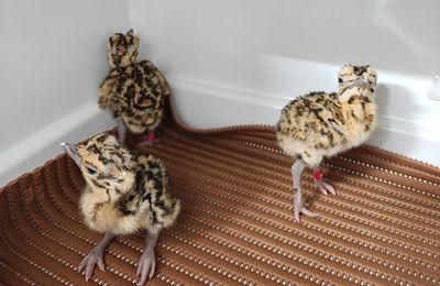 Des poussins élevés en captivité offrent de l'espoir pour une outarde à tête noire extrêmement rare