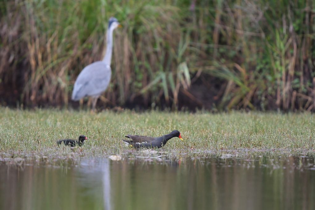 Gallinule poule d'eau.