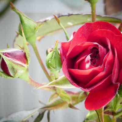 Photo : la rose du 01 mai