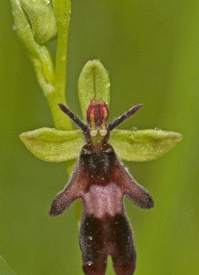 ophrys mouche