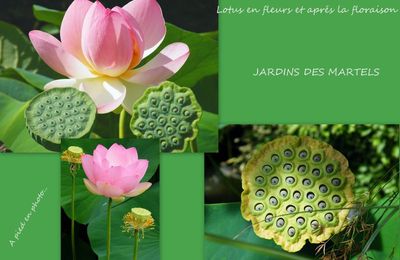 Un jardin extraordinaire :le jardin des Martels (81)