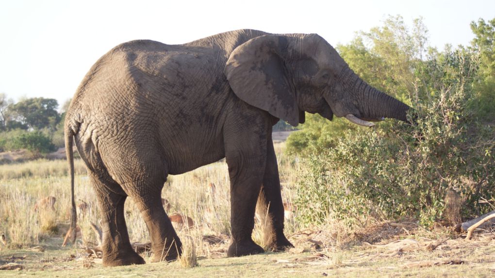 Album - Parc-Kruger