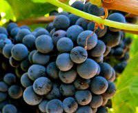 #Durif Producers Australia Vineyards page 3
