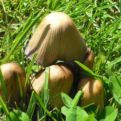 Photographies d'insectes et de champignons par Evelyne Patricia Lokrou