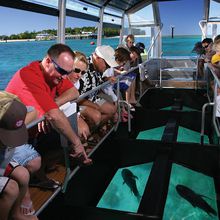 Tour en barco con fondo de cristal en Sharm El Sheikh