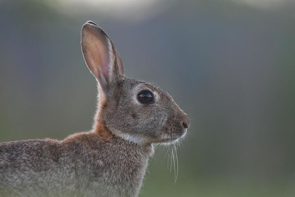 Lapin de garenne.