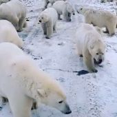 Vidéo. Des ours polaires investissent des villes pour se nourrir