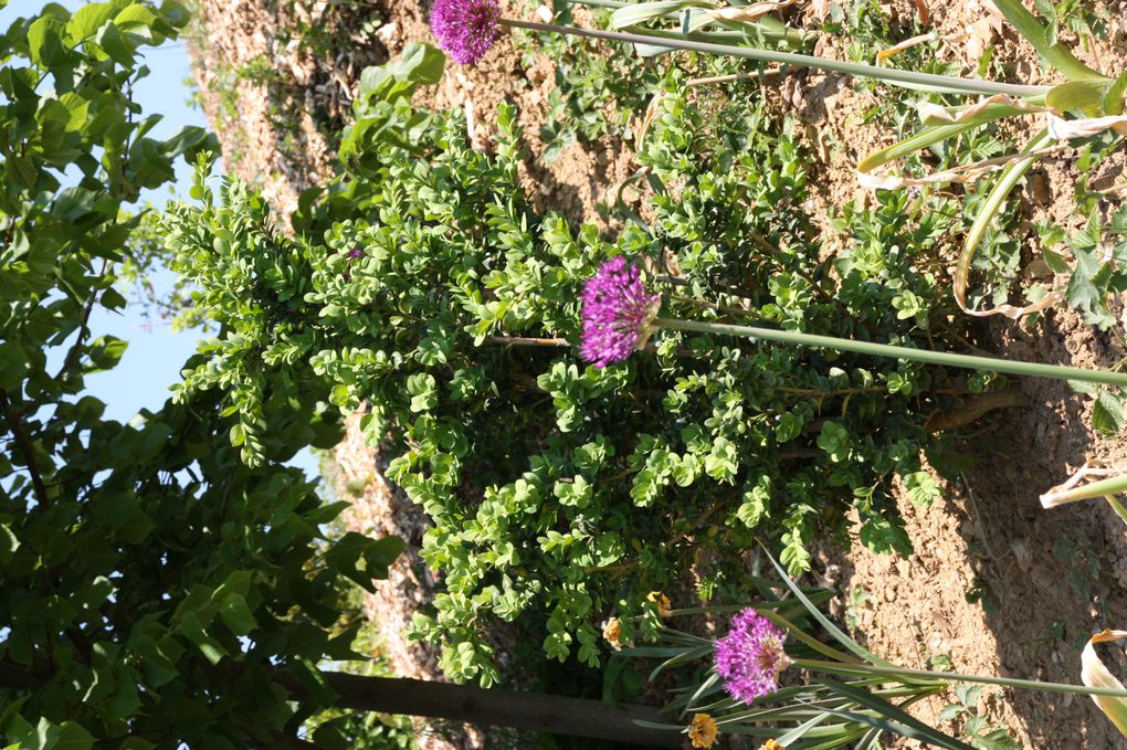 le jardin qui pousse au gres des saisons