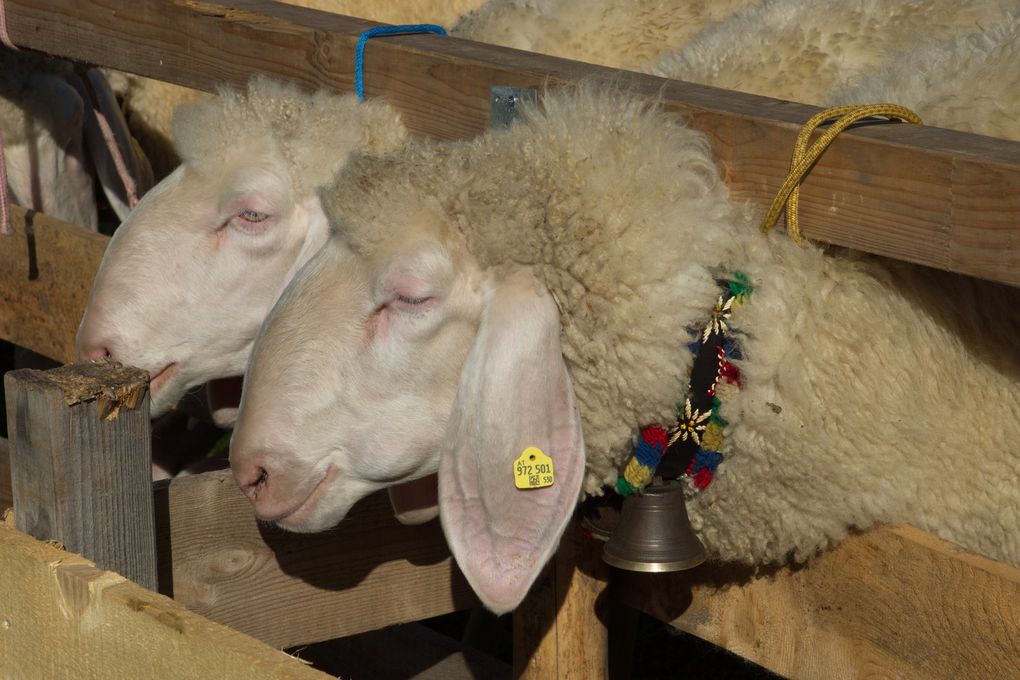 MOUTONS ET CASCADES