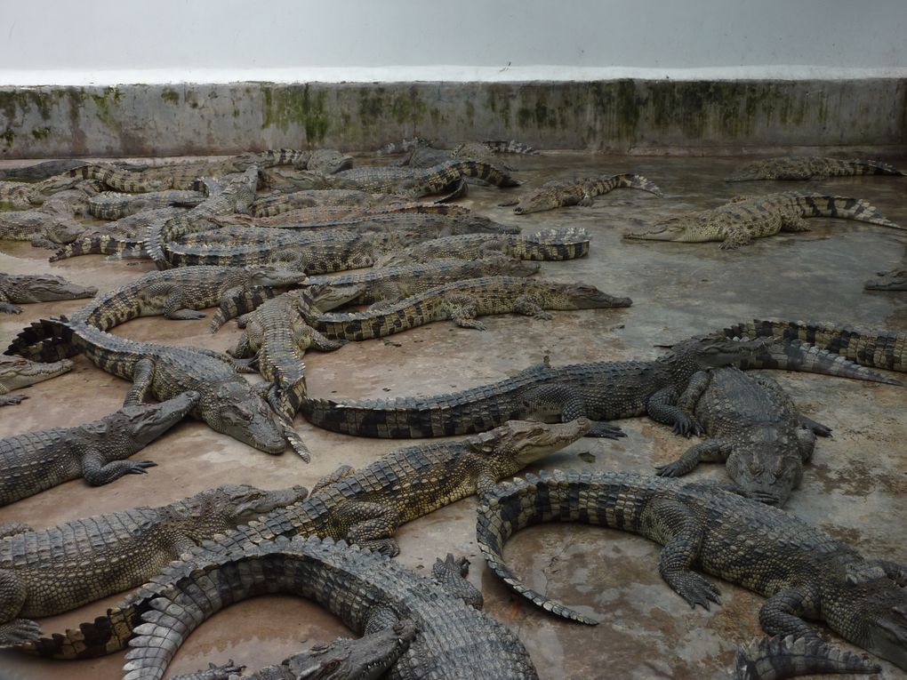 Une ferme de crocodiles.
C'est dingue, d'ou que l'on regarde, on a toujours l'impression qu'ils sont a l'affut de votre erreur.