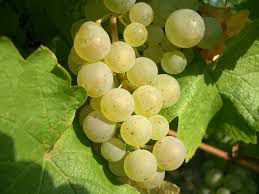 #Riesling Producers Pennsylvania Vineyards page 4