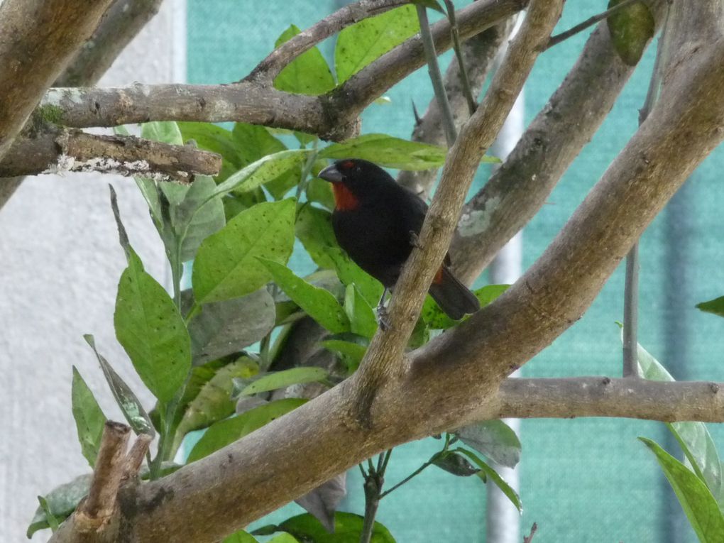 Voyage en Basse Terre Janvier 2012