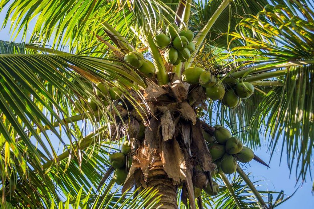 Cocotiers les "pieds dans l'eau"