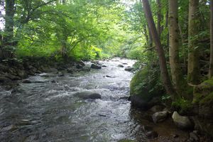 Sortie sur la Vologne dans les Vosges.